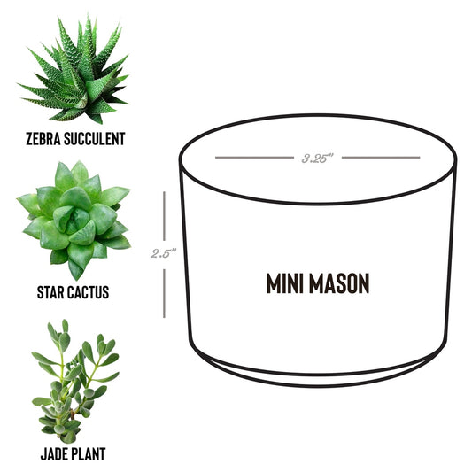 Tis The Season Desk Plant Gift