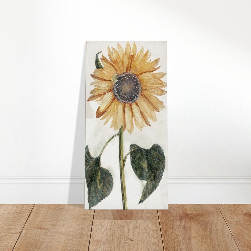 Johan Teyler's Sunflower (1688-1698) Canvas Art Print 2 Sizes