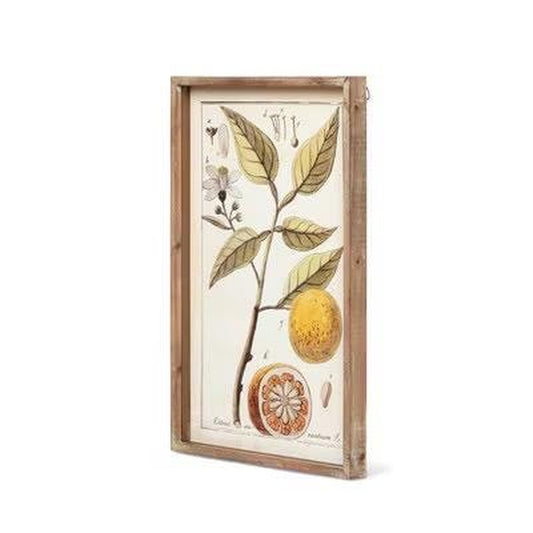 Vintage Botanical Study Citrus Prints, 2 Assorted Styles