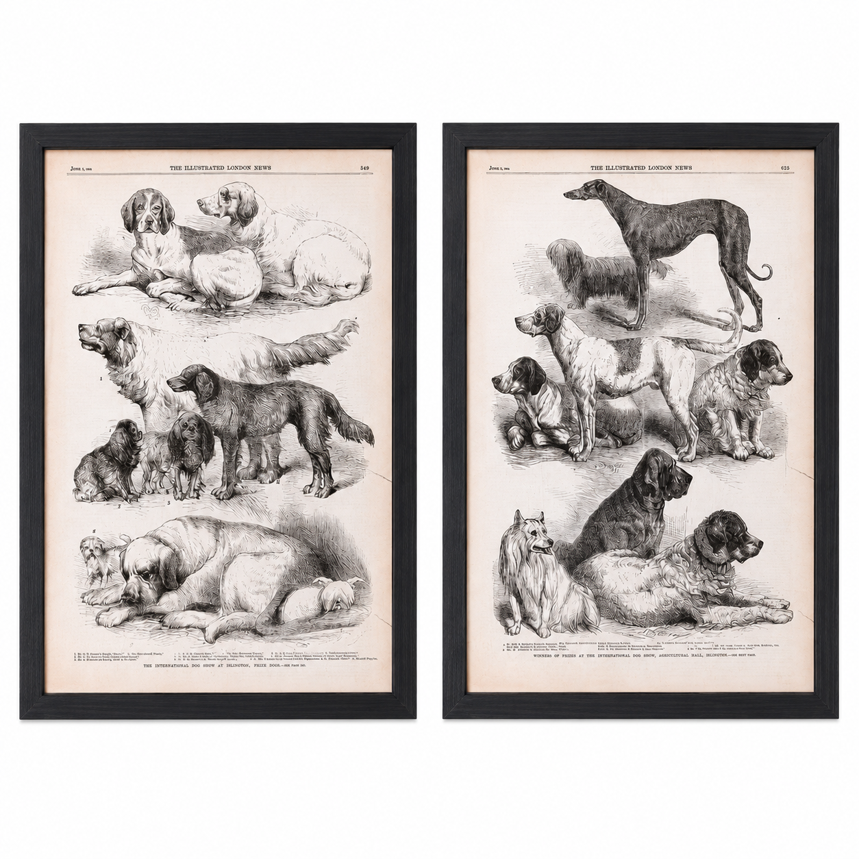 Vintage Canine Species Sepia Prints: 2 Varied Styles