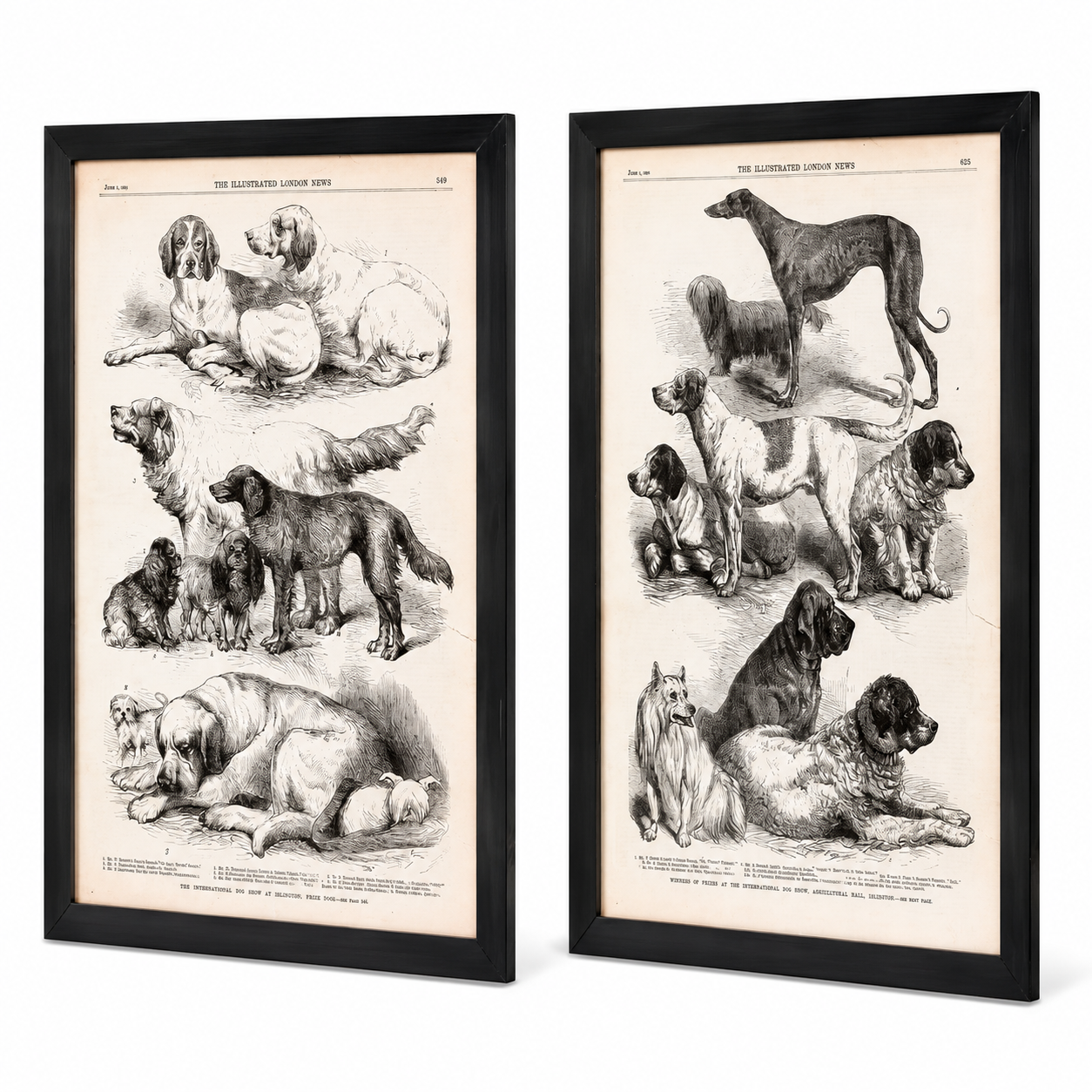 Vintage Canine Species Sepia Prints: 2 Varied Styles