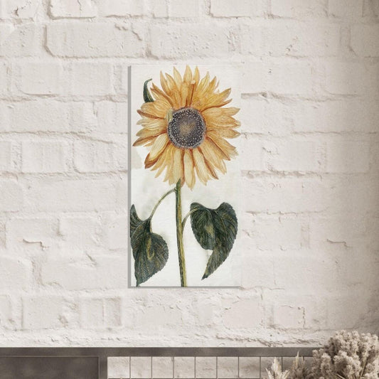 Johan Teyler's Sunflower (1688-1698) Canvas Art Print 2 Sizes