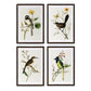 Assorted Summer Bird Framed Art Prints – Set of 4 Unique Styles