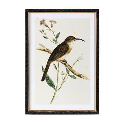 Assorted Summer Bird Framed Art Prints – Set of 4 Unique Styles