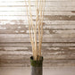 Bundle of 12 Natural Kambooi Branches