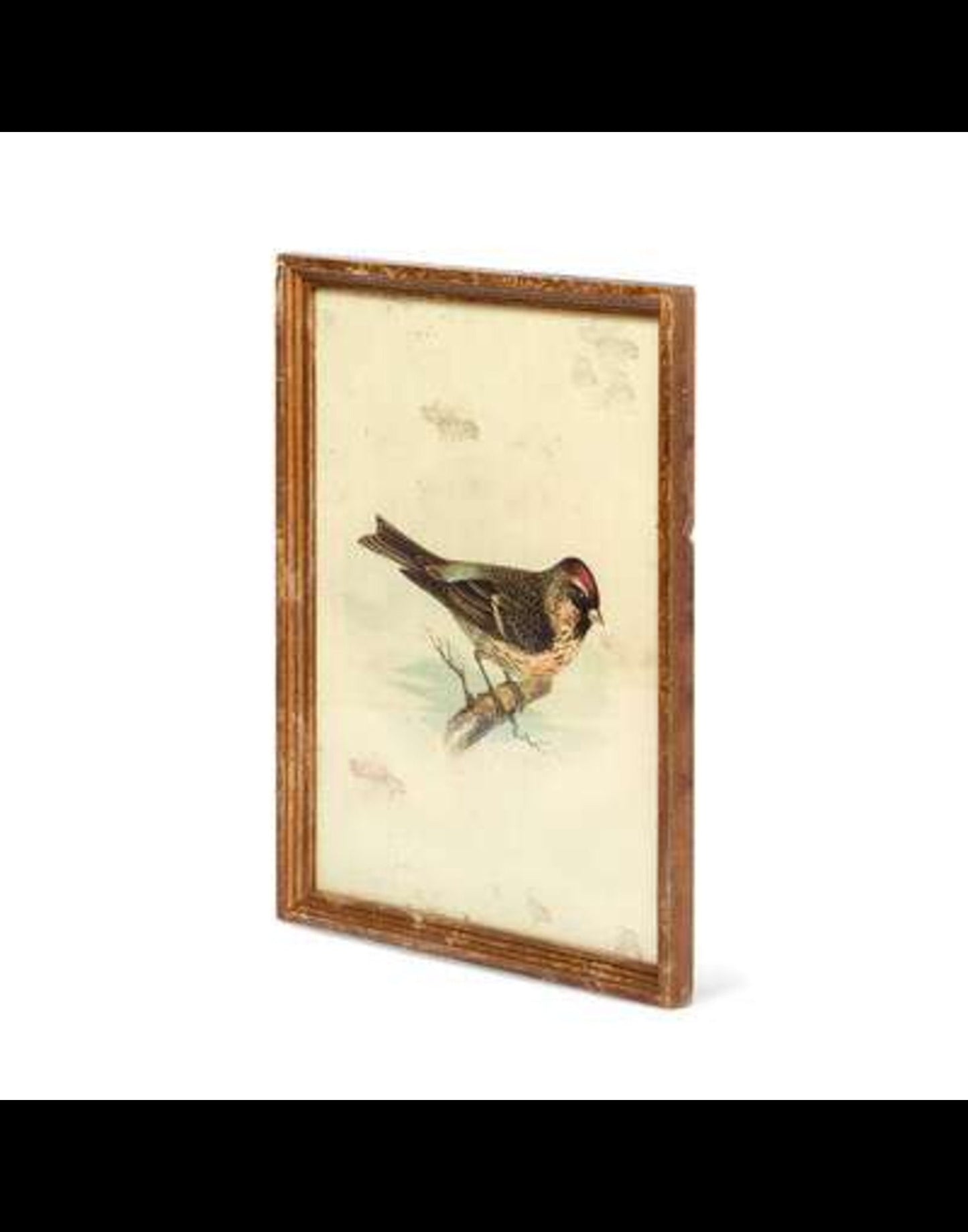 Vintage Bird Framed Prints, Set of 6