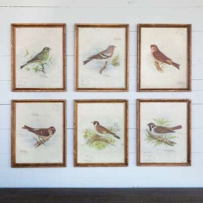 Vintage Bird Framed Prints, Set of 6