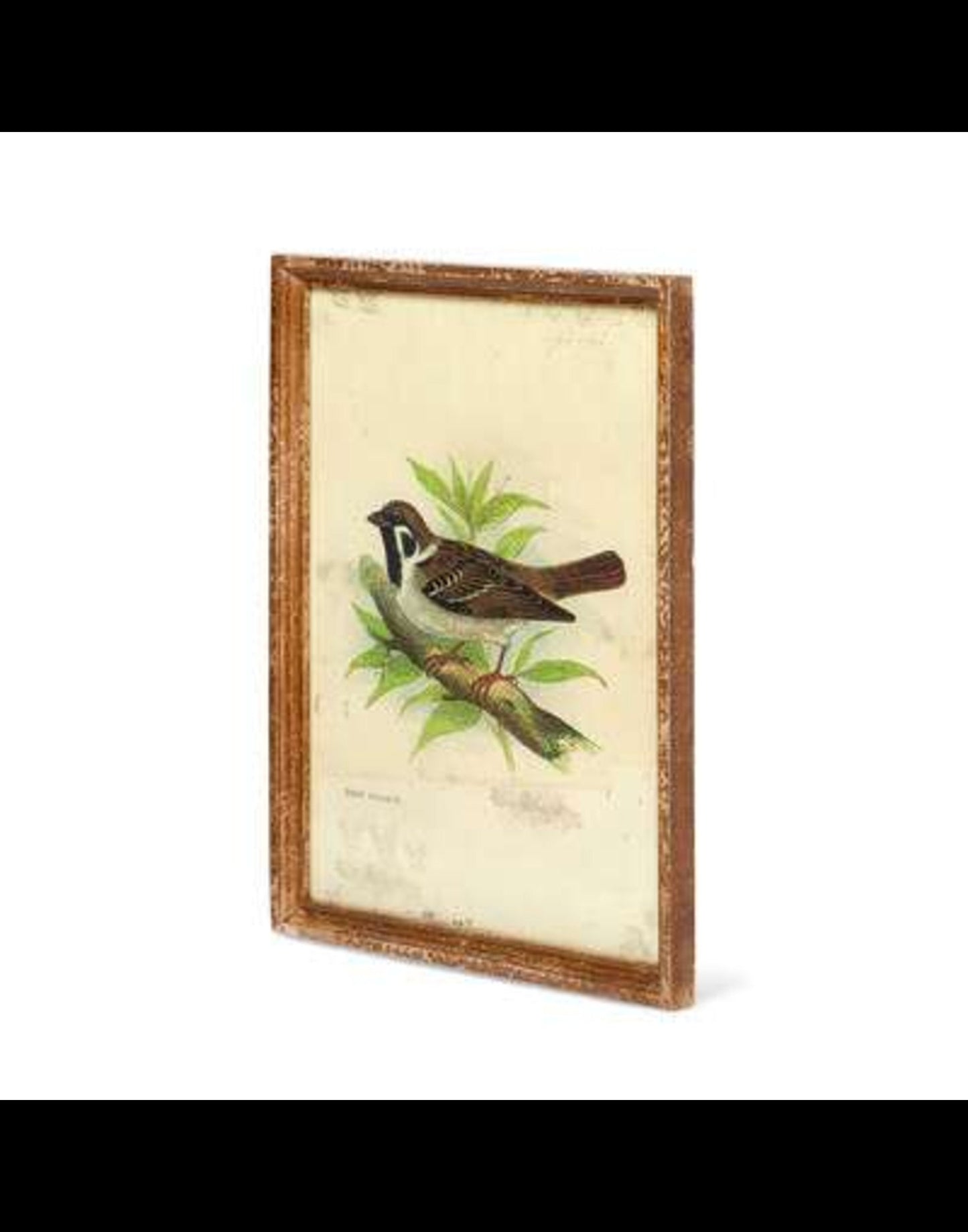 Vintage Bird Framed Prints, Set of 6