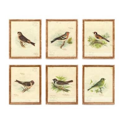 Vintage Bird Framed Prints, Set of 6